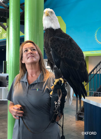 seaworld-orlando-infinity-falls-eagle.jpg