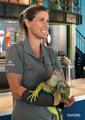 seaworld-orlando-infinity-falls-green-lizard.jpg